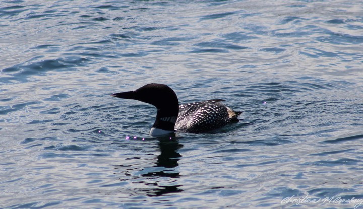 Loon