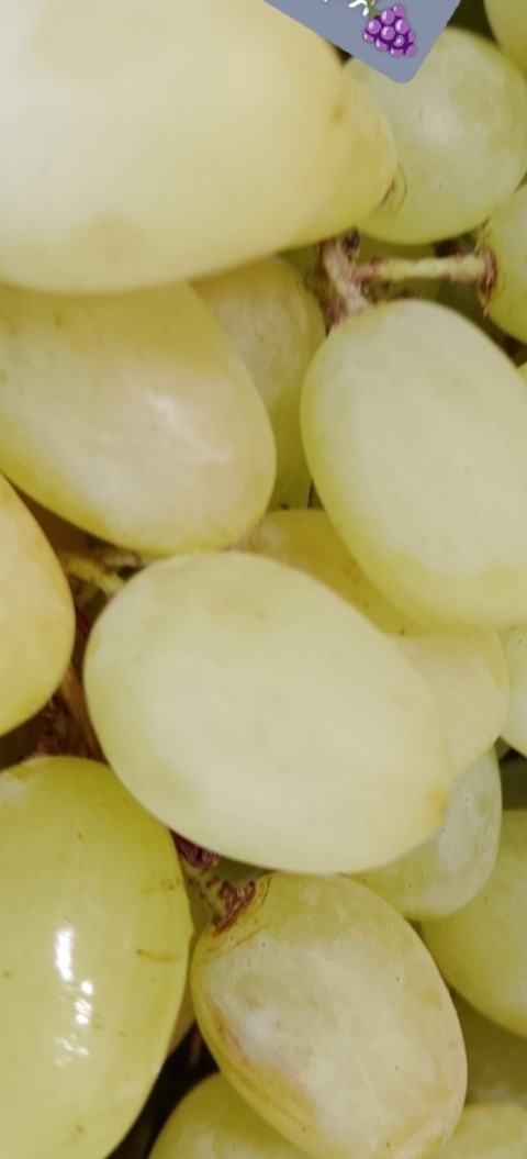 fondos de pantalla grapes, grape