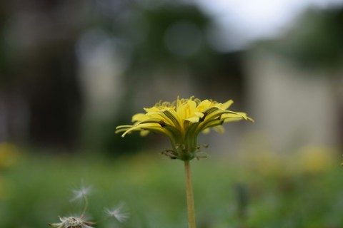 dandelion