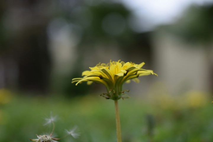 dandelion