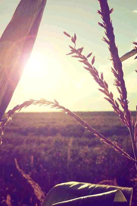 Sunshine