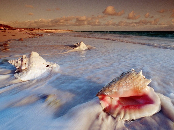 sea shells