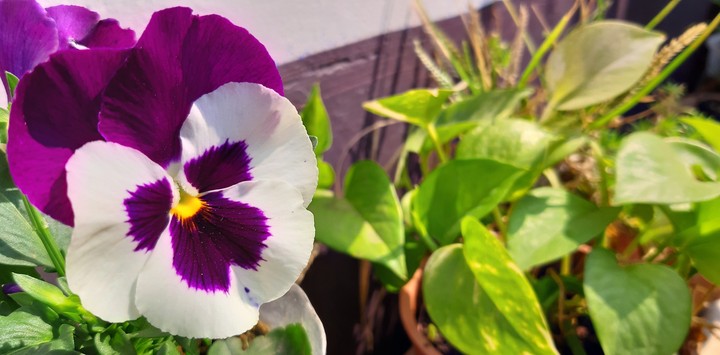 Pansy Flower - @imphotograph_err