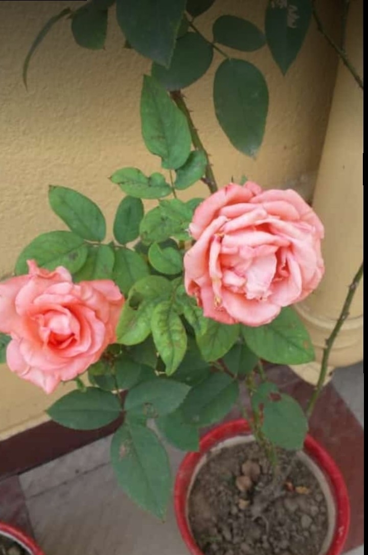 rose