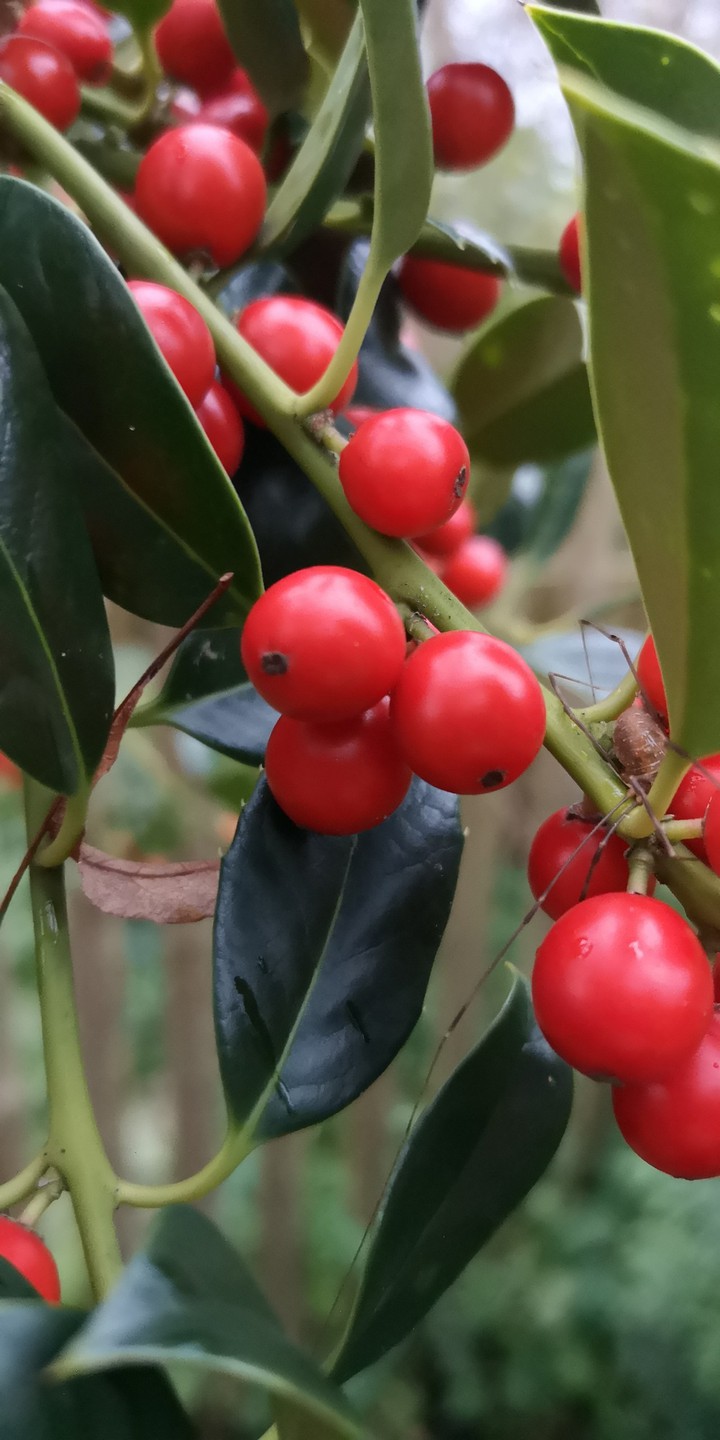 Ilex Beeren