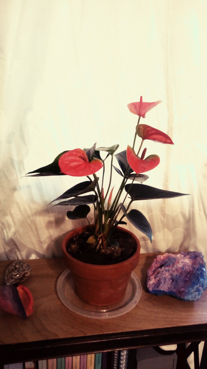 anthurium plant