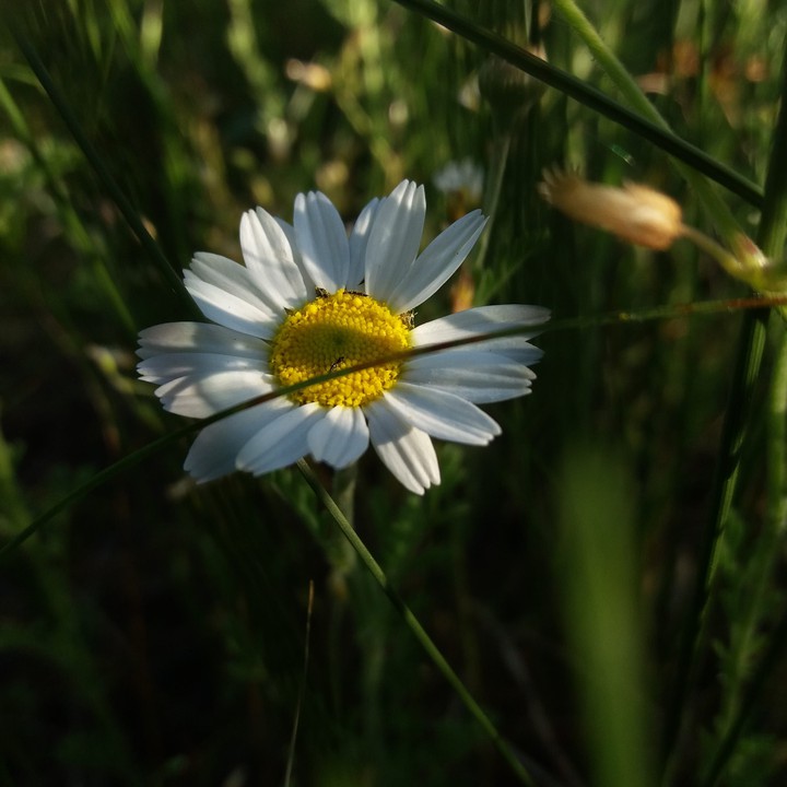 some summer