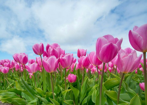 ταπετσαρίες flower, spring
