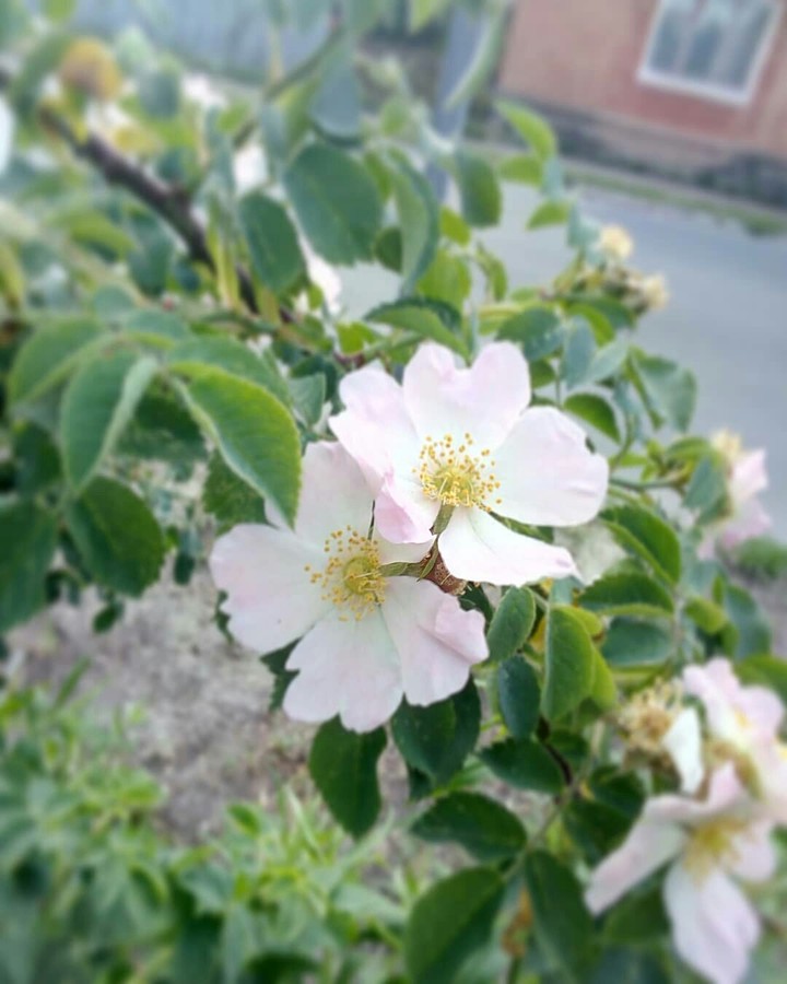 rose
