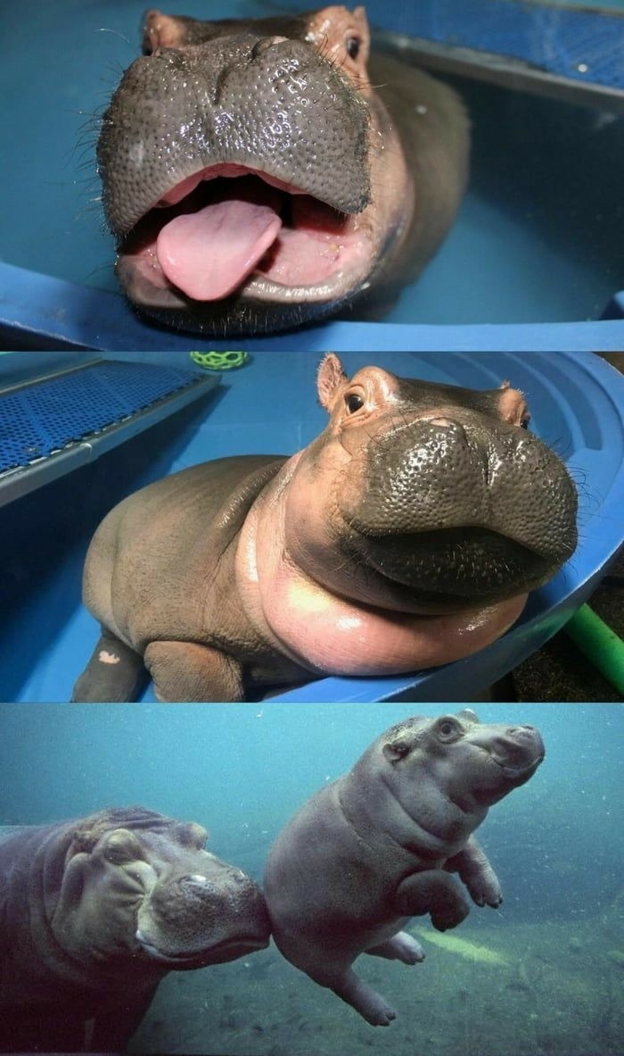 ＦＨ