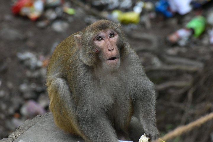 macaque in trash