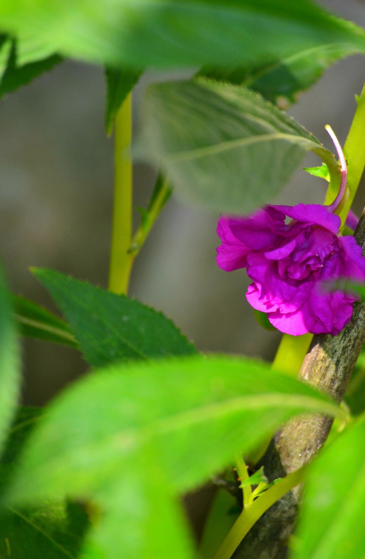 purple flower