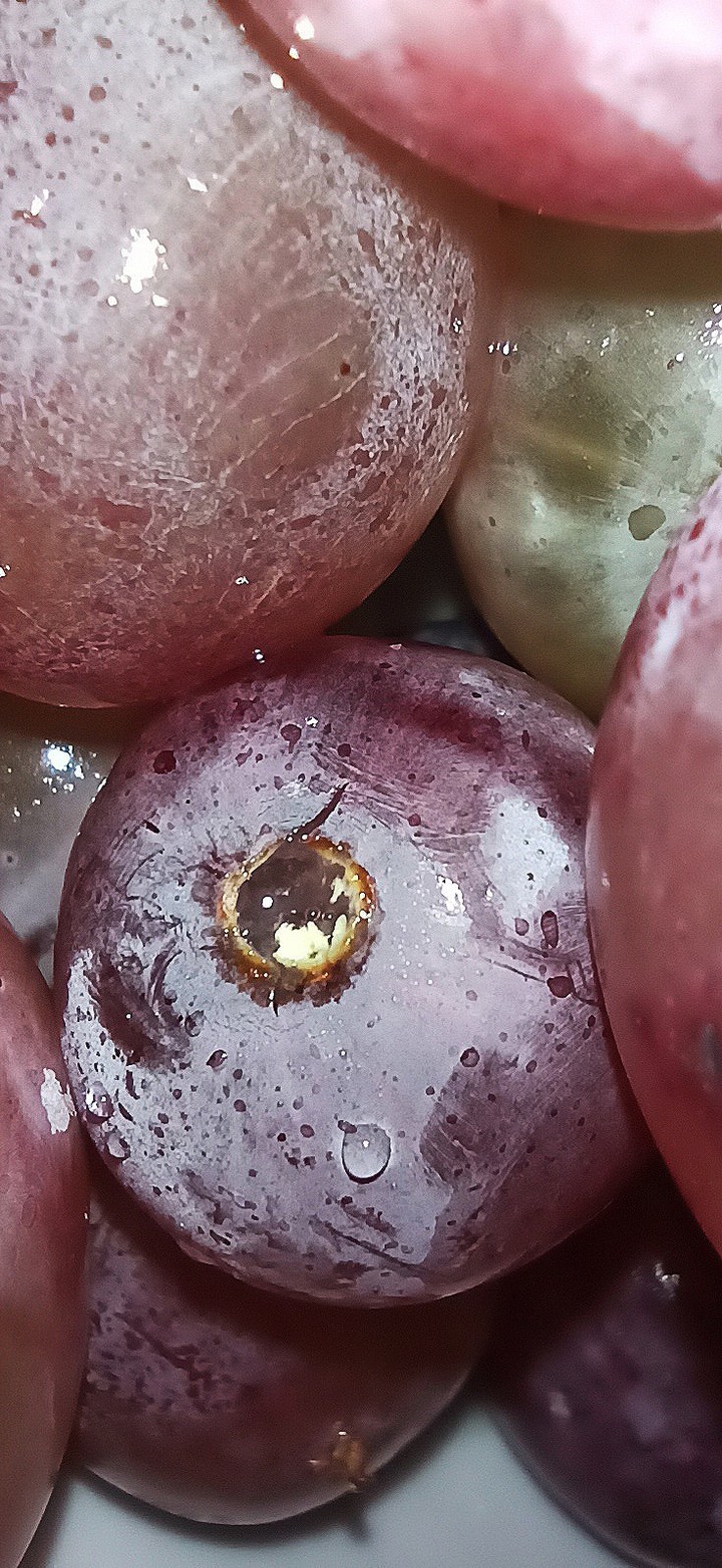 fruit
