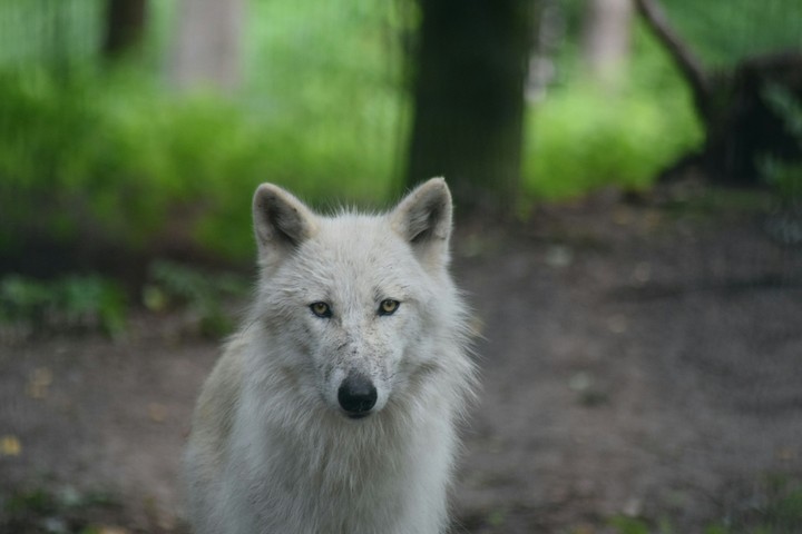 Watching Wolf II