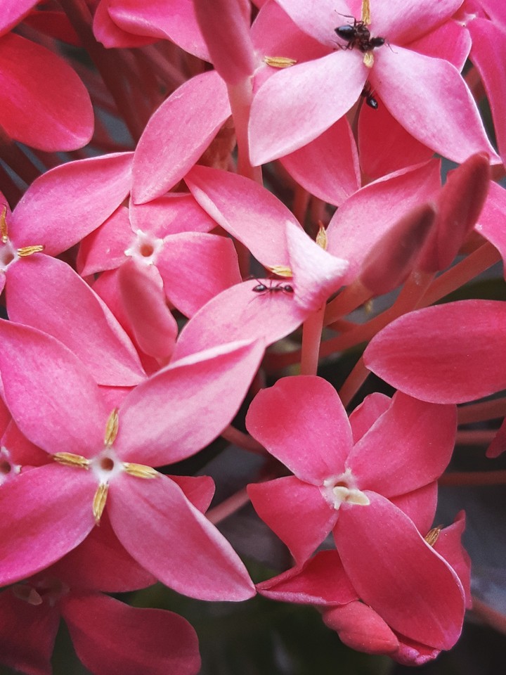 flower with ant