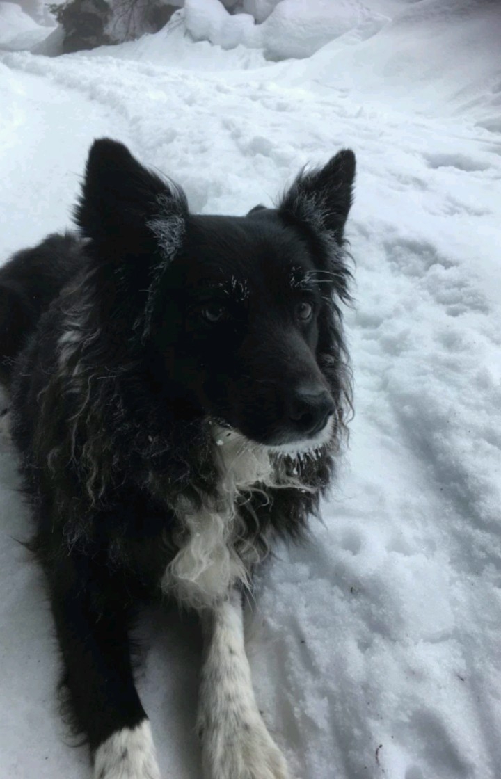socquette le chien de mon tonton
