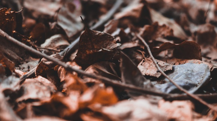 Dead Leaves