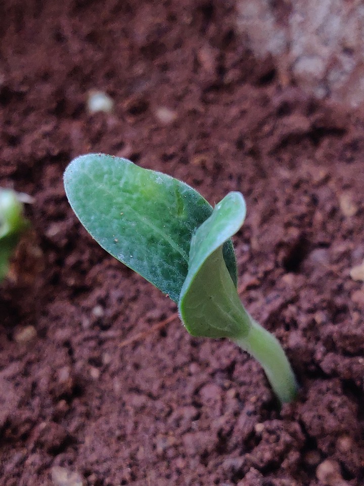 newbie plant