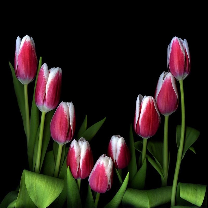 V tulip
