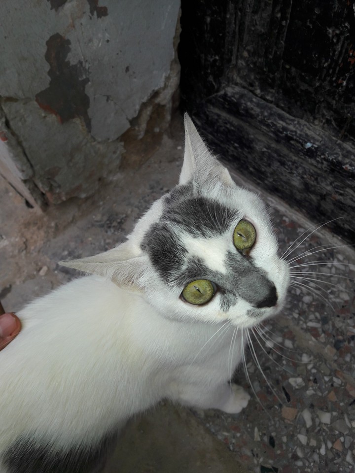 Green Eyes