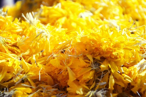 Golden petals