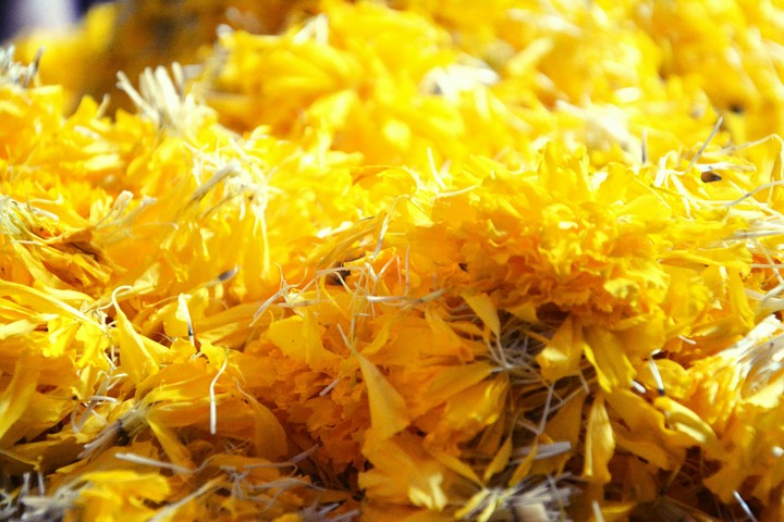Golden petals