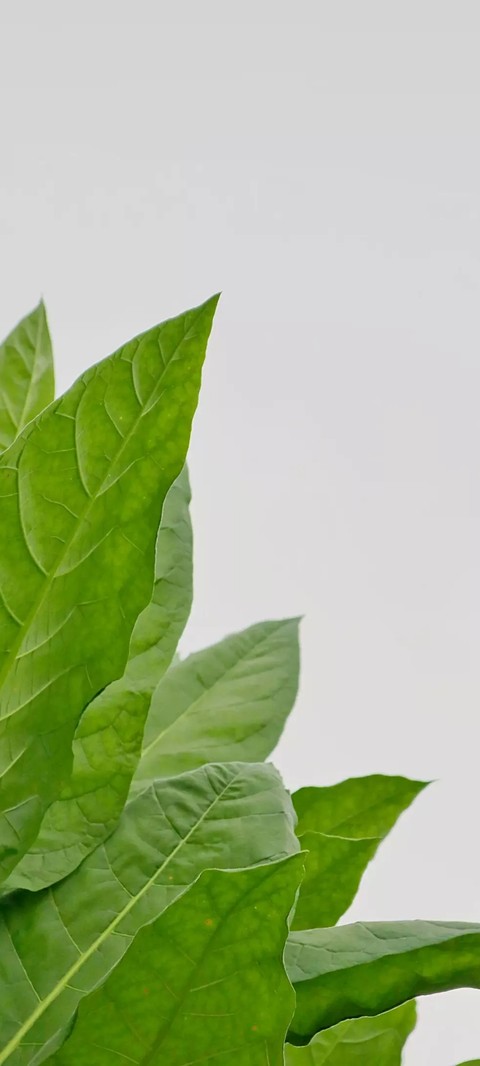 sfondi herb, anthurium