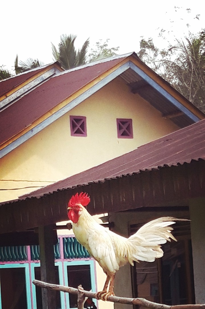 Ayam kampung