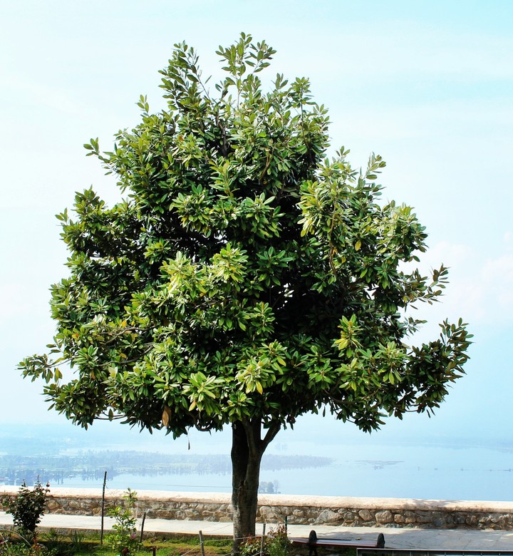 tree beside the lake. kashmir