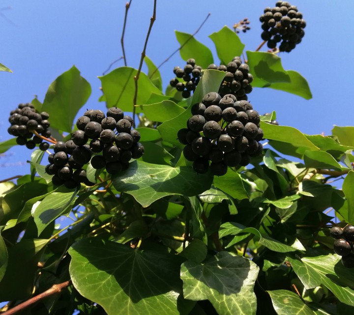 plant