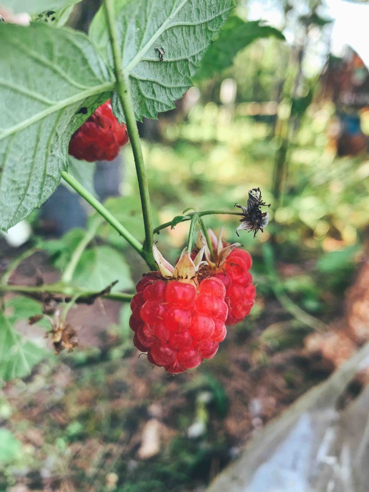 Sommer