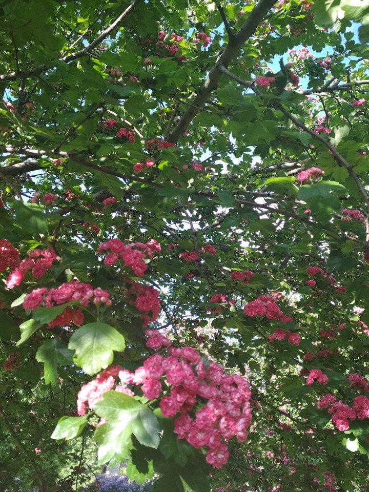 боярышник