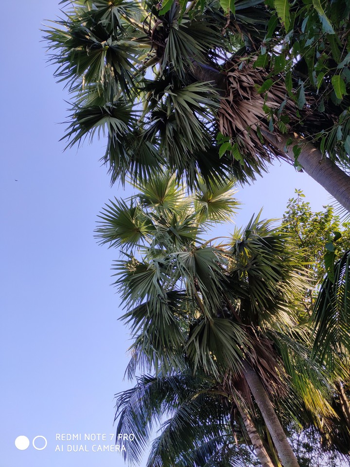 tree