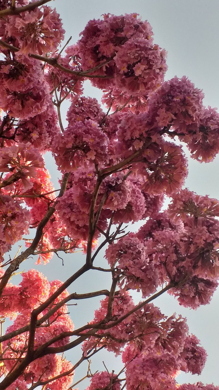 pink ipe