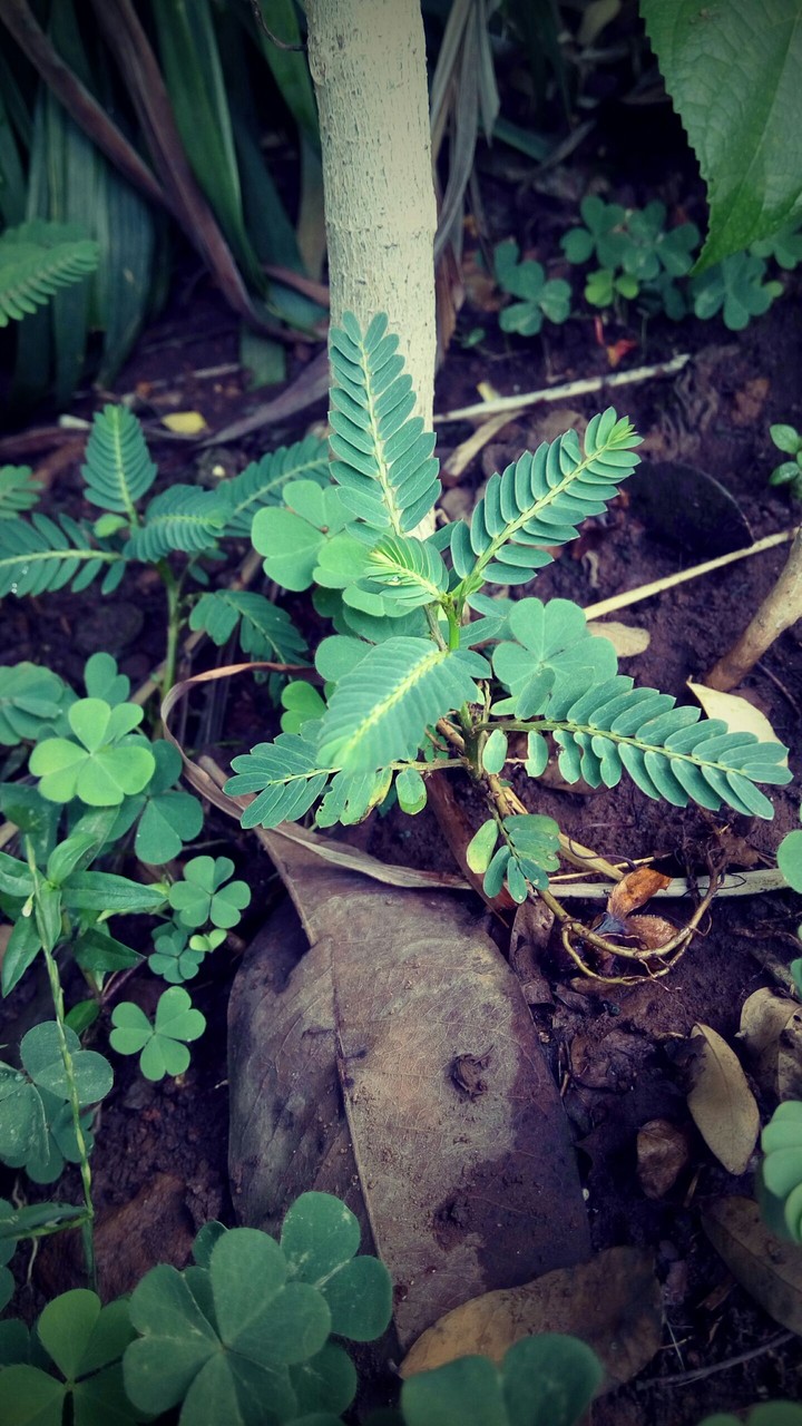 Small plant ready pose