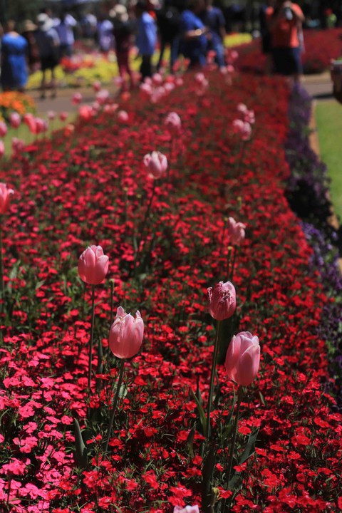 Towomba Flower Festival