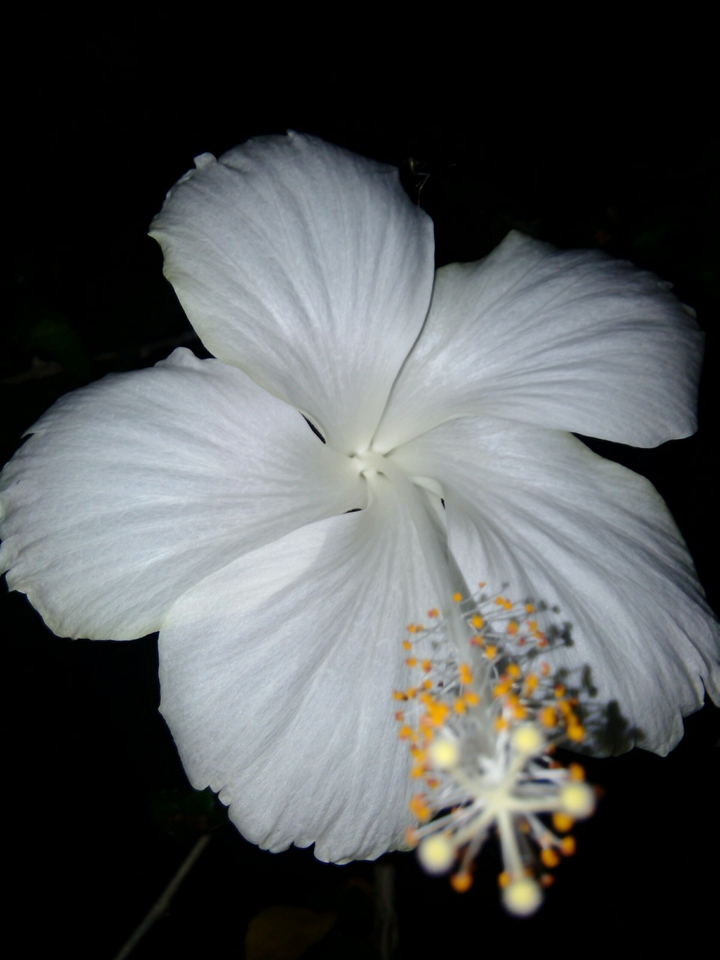 White Hibiscus.