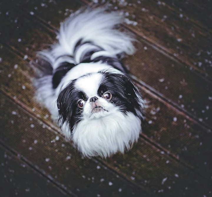 Японский хин