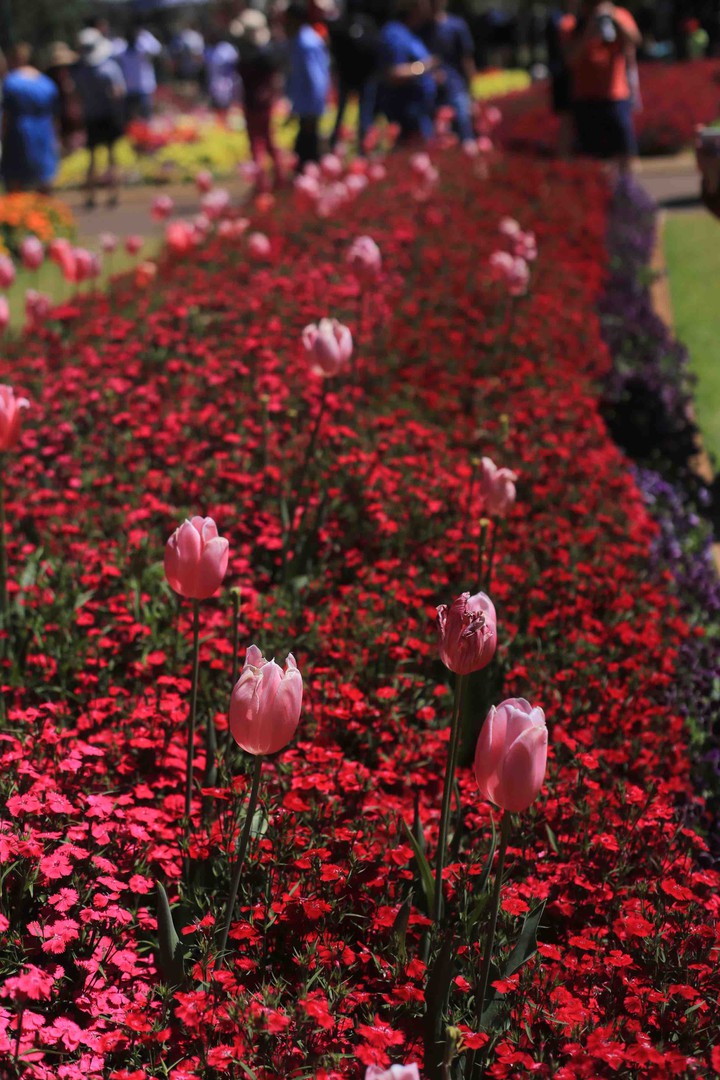 Towomba Flower Festival