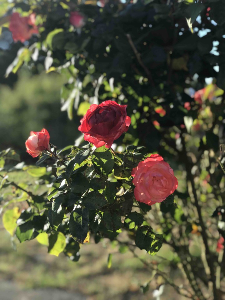 rose