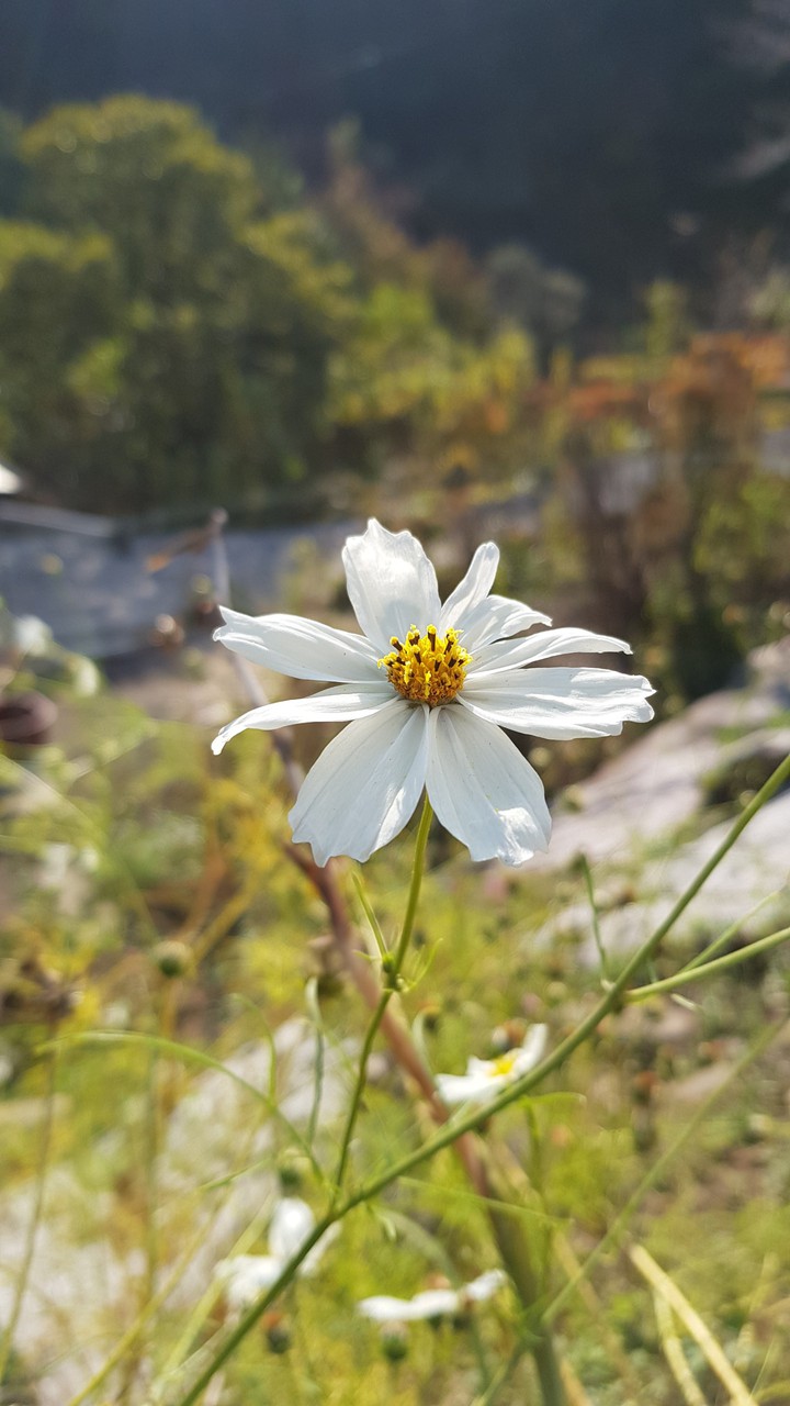 white cosmos