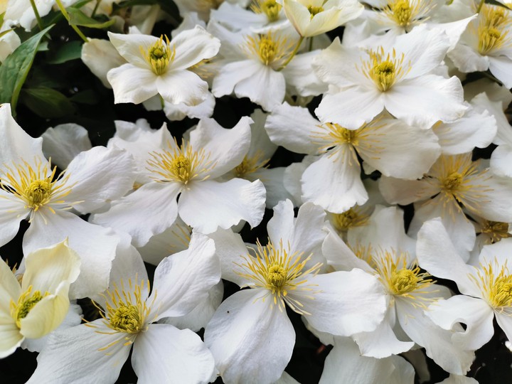 White flowers