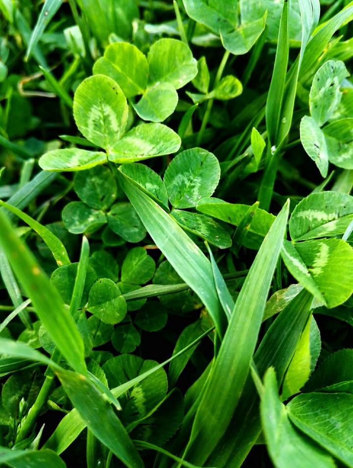 Green cover