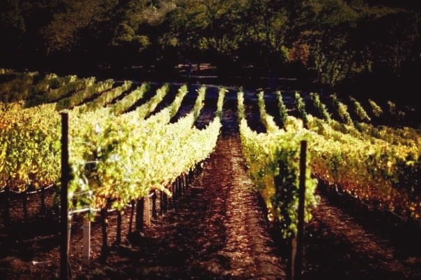 Napa Valley, Ca. Vineyard