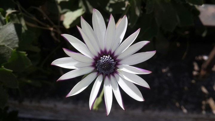 fiore
