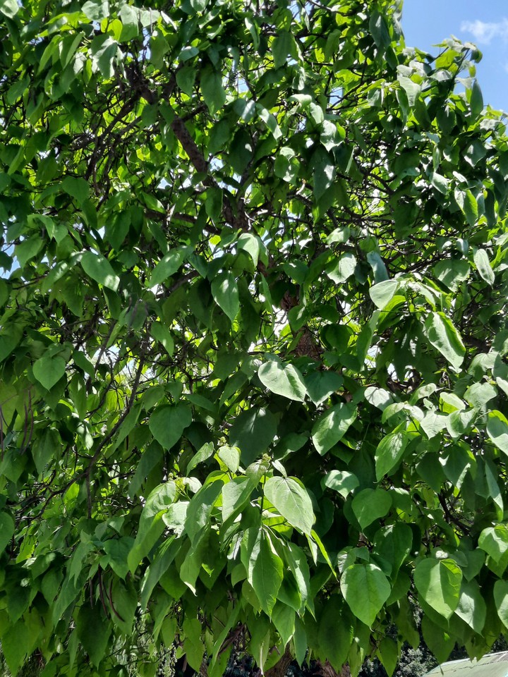 leaves tropical