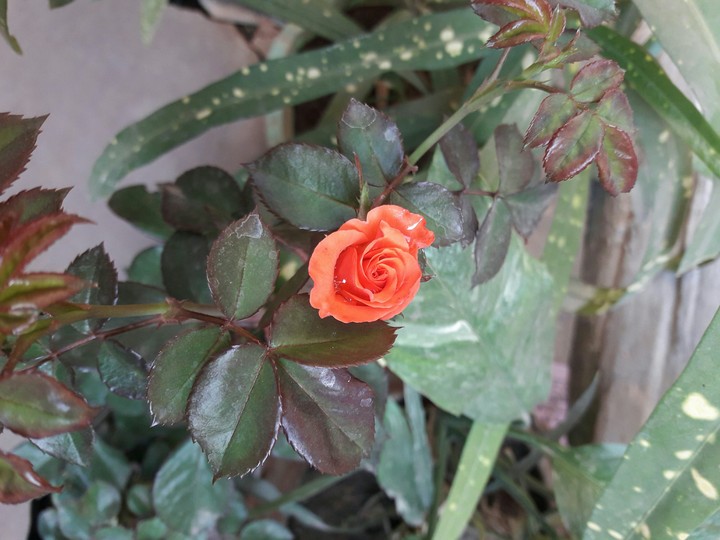 Rose