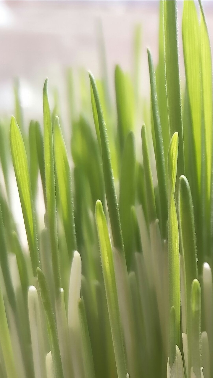 Incoming Spring