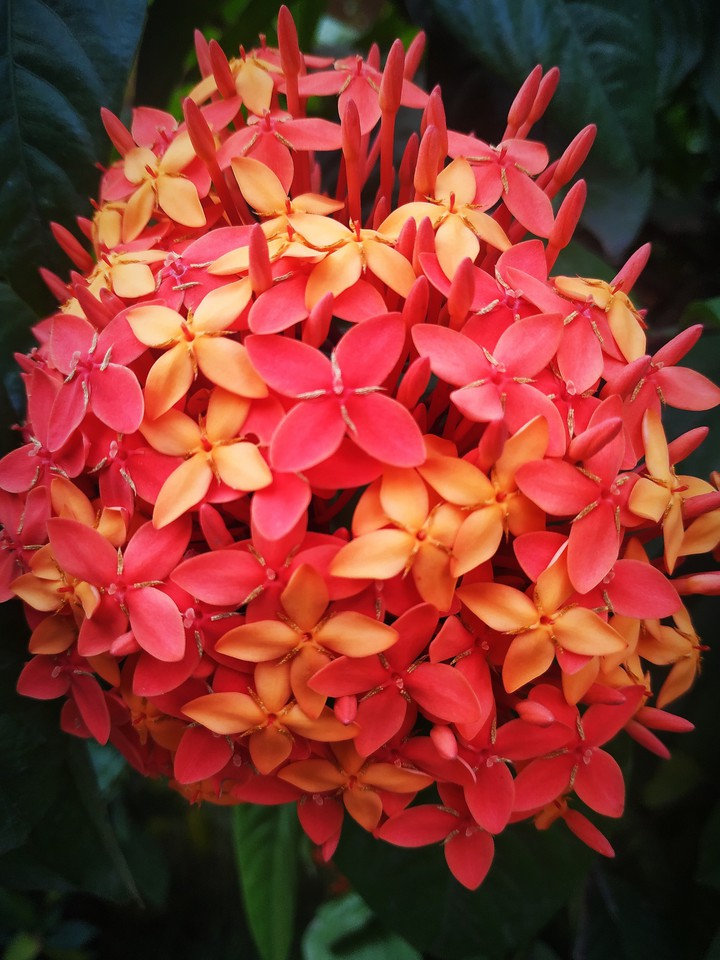 red flowers