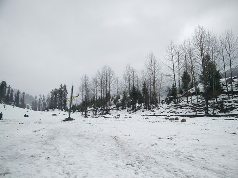Snowtrees